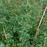 Winter Jasmine